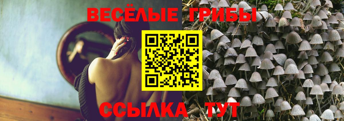 Псилоцибиновые грибы Psilocybine cubensis Кандалакша